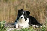 BORDER COLLIE 1349